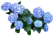 Bleus, blancs, roses ?  La saison des hortensias