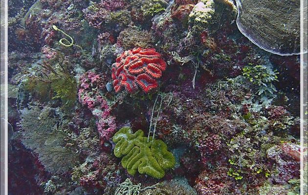 Sous réserve : Corail cerveau lobé, Lobed brain coral (Lobophyllia hemprichii) - Petit Castor - Tsarabanjina - Mitsio - Madagascar