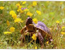 Turtle story 2018