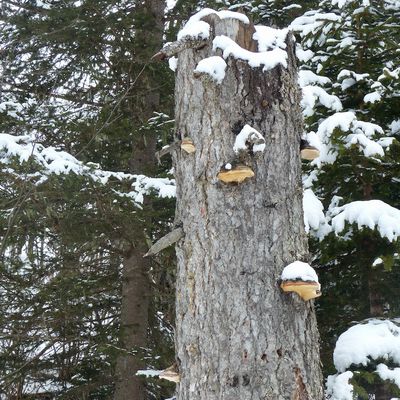 EN forêt :