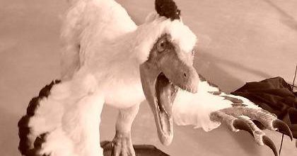 Oiseau