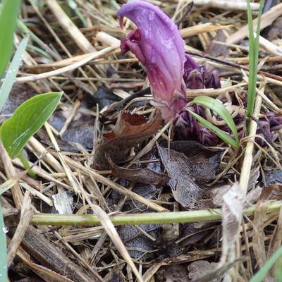 La lathrée clandestine (Lathraea clandestina)