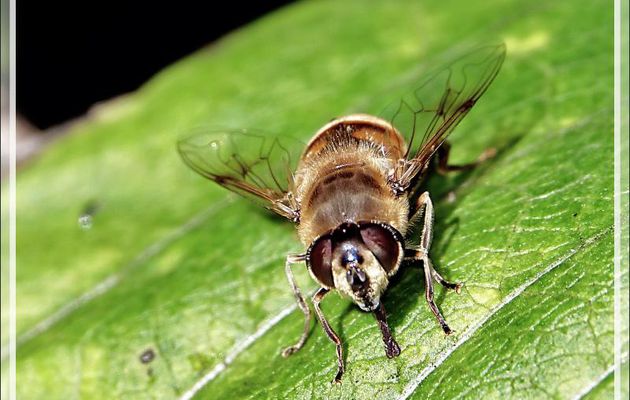 Mouche syrphe "Eristale gluante" femelle, Drone fly, Rat-tailed maggot (Eristalis tenax) - Lartigau - Milhas - 31