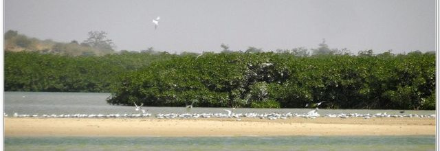 RENCONTRE  AVEC  DES  OISEAUX   Sénégal 2018