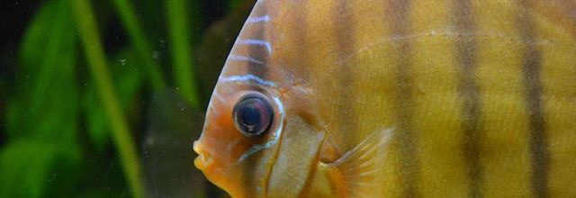 Palais de la Porte Dorée et l'Aquarium Tropical : Les Discus
