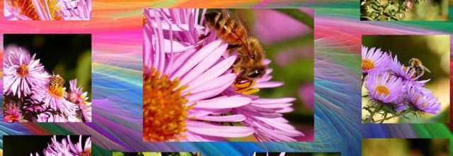 Les asters et les abeilles