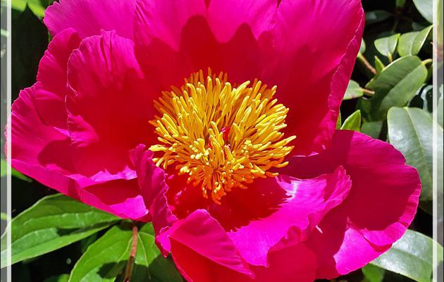 La pivoine et ses hôtes : abeilles et mouches syrphes - Lartigau - Milhas - 31