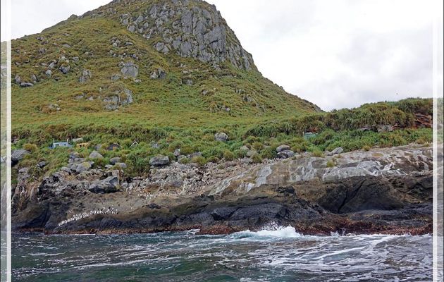 Le High Peak (365 m) surplombant "The Huts" et une colonie de Gorfous de Moseley - Nightingale Island - Tristan da Cunha