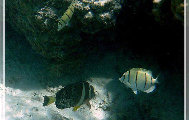 Poisson-chirurgien pintade ou moucheté, Whitespotted surgeonfish or Spotted surgeonfish or Mustard tang Acanthurus guttatus) - Maupiti - Polynésie française