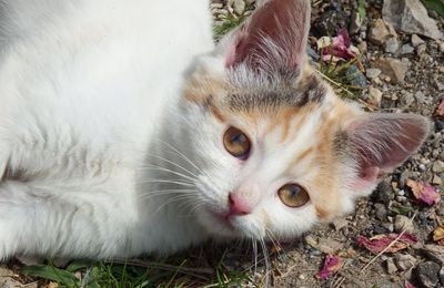 un minou !