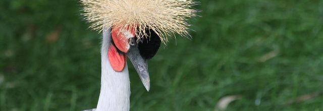 La grue royale : le bibi de la reine