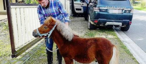 Le petit cheval sauvé une 2e fois grâce à Facebook