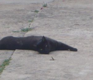 le papa de Sheila .... chat noir Allemand à Majorque - Soller - 