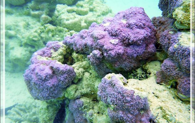 Superbe couleur de corail - Lagon bleu - Atoll de Fakarava - Tuamotu - Polynésie française