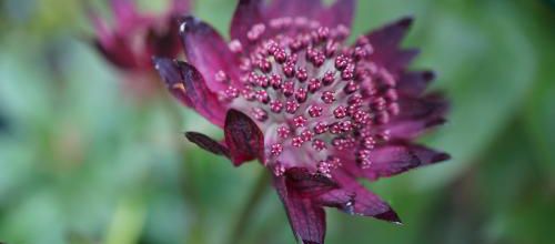 Un instant au jardin : Astrantia major roma