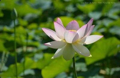 Parc Floral de Paris : Fleurs de Lotus et fleurs de Nénuphar ...