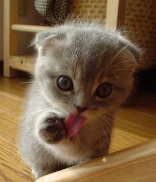 Le chat vous donne sa langue !