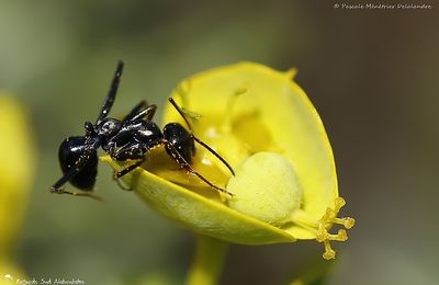 Fourmi (sous famille des formicinae)