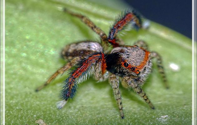 Araignée sauteuse (Saltique, Jumping spider) "Pied barbu" (Saitis barbipes) mâle - Lartigau - Milhas - 31