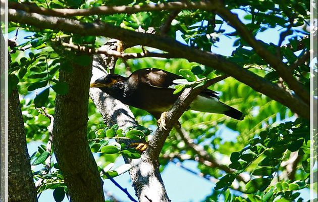 Martin triste, Common Myna (Acridotheres tristis) - Bosy Be - Madagascar