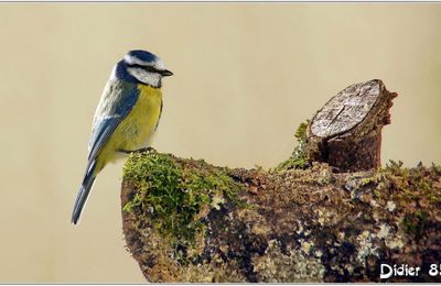 Mésange Bleue (2) - Cyanistes caeruleus