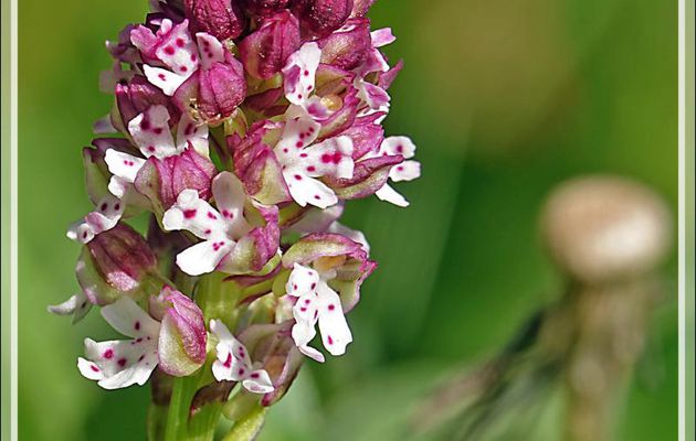Orchidée Orchis brûlé, Burnt-tip orchid (Neotinea ustulata) - Lartigau - Milhas - 31