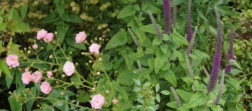 Mon abécédaire du SOL : T