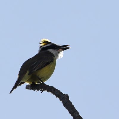 L'appel du Tyran quiquivi