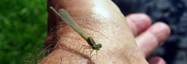 une libellule sur ma main