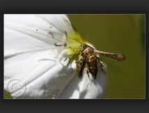 Phalène précoce ♀ - Theria primaria Hw.