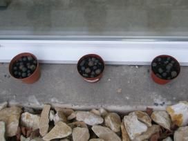 Balles de graines