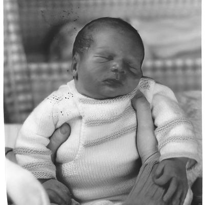 Le 20 décembre 2025 : les poneys dans la neige -1... Et un petit plus.