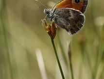 Le Procris (Coenonympha pamphilus) - Nymphalidae de la sous-famille des Satyrinae