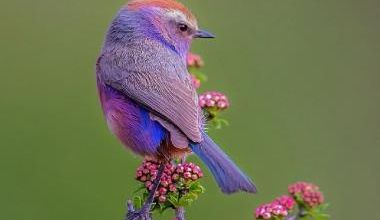 Beaux oiseaux