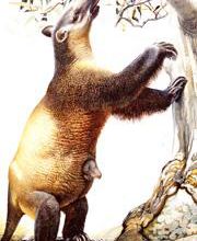 les premiers humains auraient  provoqué l'extinction d plus grand animal australien