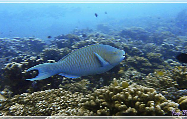 Perroquet prairie ou Perroquet violet, Redlip parrotfish or Ember parrotfish  ?? (Scarus rubroviolaceus ?) - Tumakohua (passe sud) - Atoll de Fakarava - Tuamotu - Polynésie française