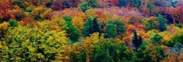 L'automne, une période de couleurs et de récolte du fruit millénaire « la châtaigne »