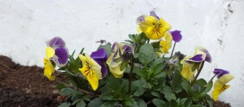Le jardin s'éveille