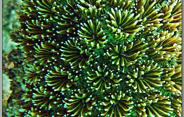 Corail en fleur - Anse de Port Launay - Mahé - Seychelles