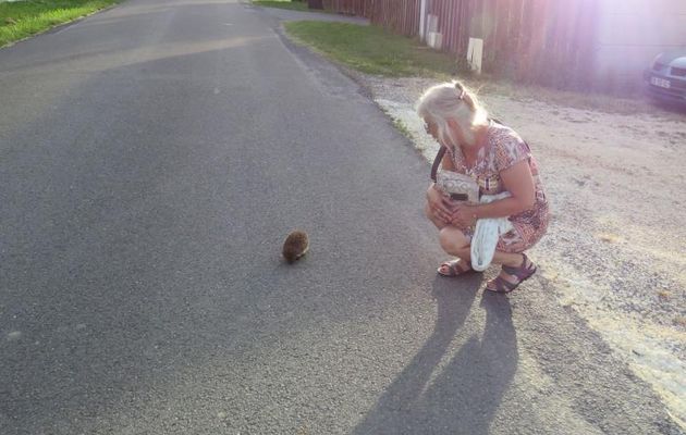 un petit hérisson