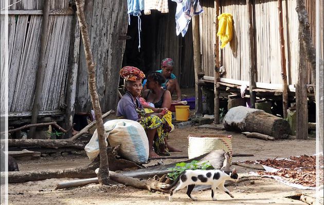 Nosy Sakatia : le paradis des chats - Madagascar
