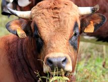 Plaidoyer pour les animaux