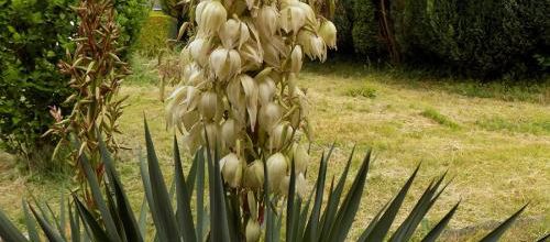 Les yuccas de Marie