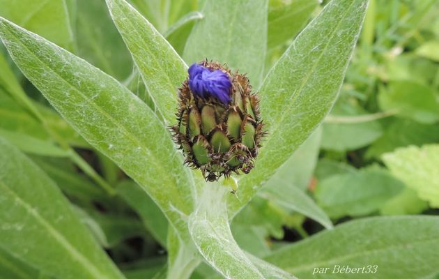 mes centaurées en fleurs