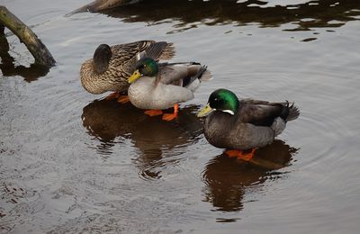 EB - Beaux canards...