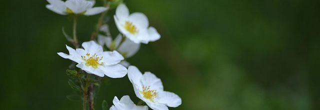 L'île saint-Louis : Le square Barye - Paris 4e : Petites fleurs blanches
