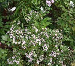 Automne rime avec Aster
