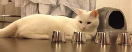 Ce chat retrouve toujours la boule