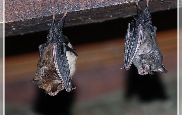 Chauves-souris Rhinolophe Euryale (Rhinolophus euryale) - Lartigau - Milhas - 31