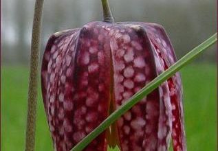Fritillaire pintade - 2009